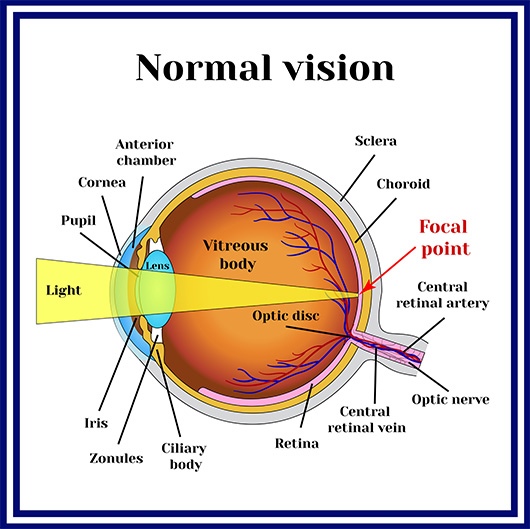Seeing Eye To Eye Understanding How Vision Works